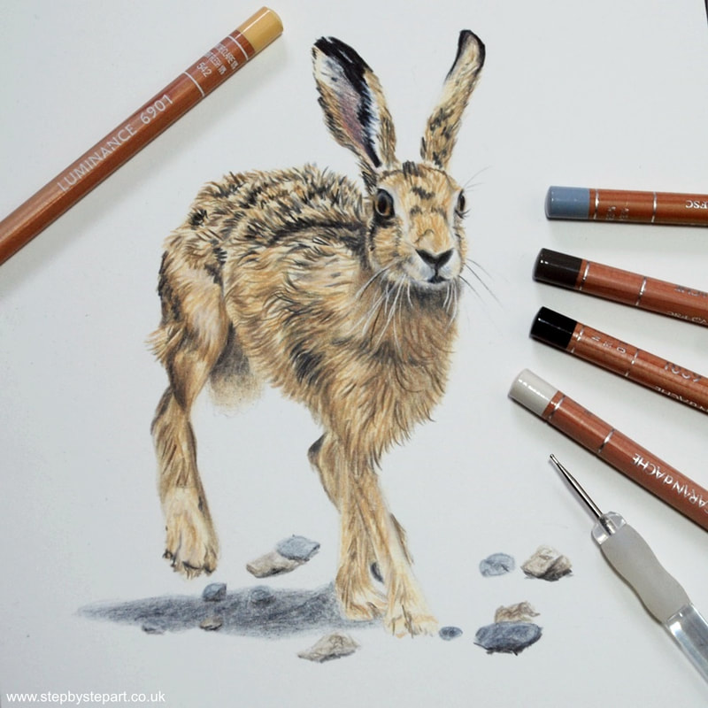 Coloured pencil drawing of a hare