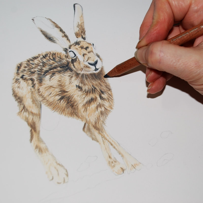 Deepening the layers of a coloured pencil drawing of a Hare