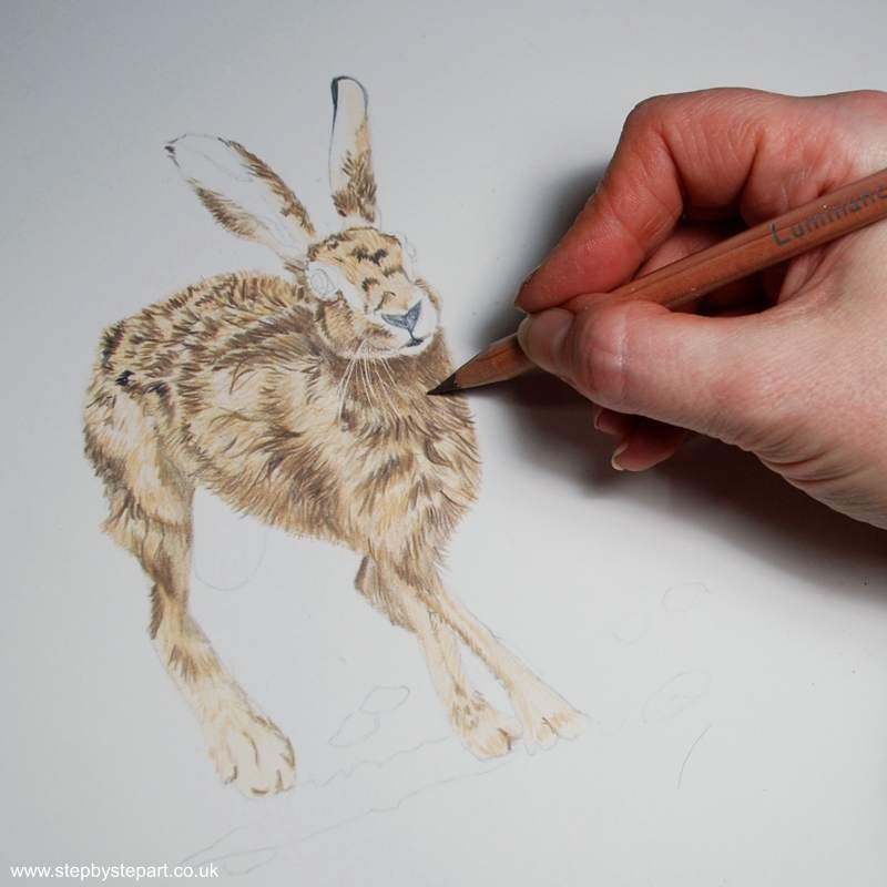Adding deeper layers of coloured pencil over the body of a hare