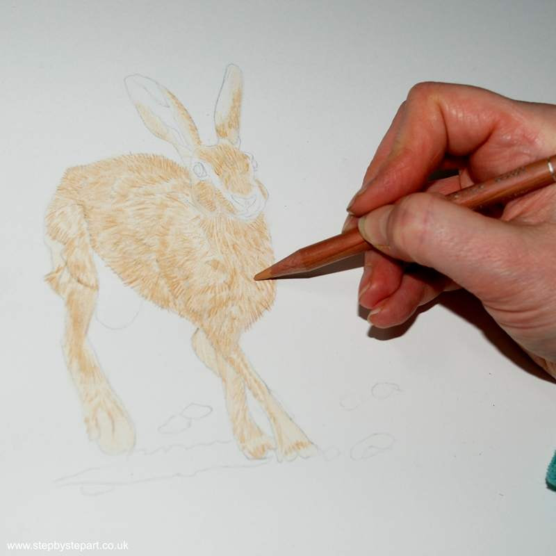 Light base fur layers of coloured pencil over the body of a hare