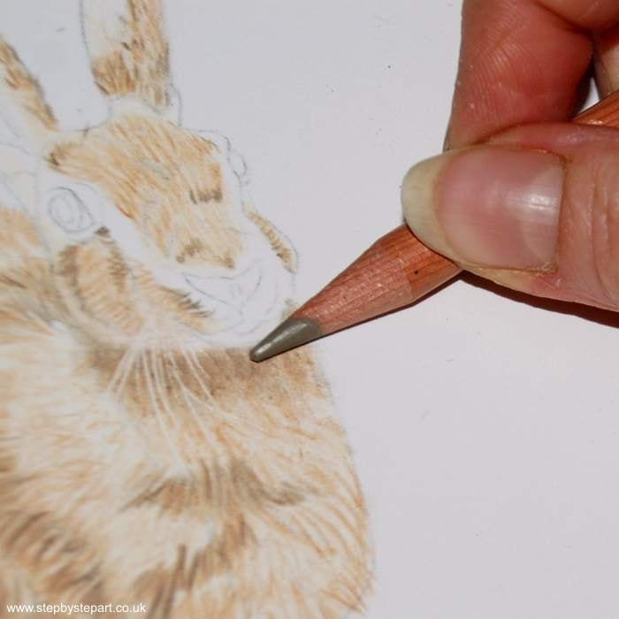 Light base layer of coloured pencil below the chin on the body of a hare
