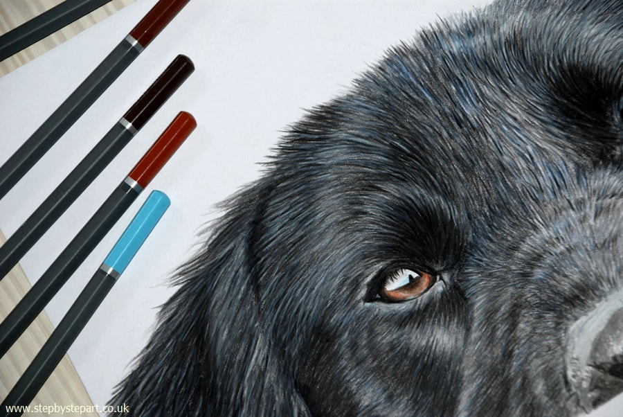 coloured pencil drawing of a black labrador