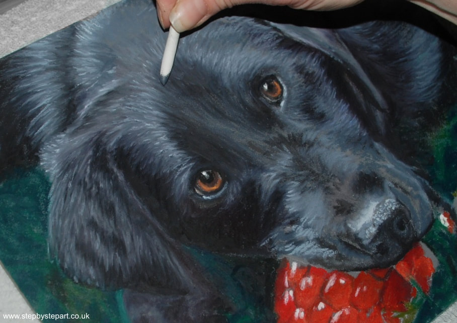 Blending oil pastels on a painting of a black labrador dog called Haze