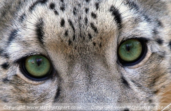 photo of green eyes of a  Snow Leopard cub
