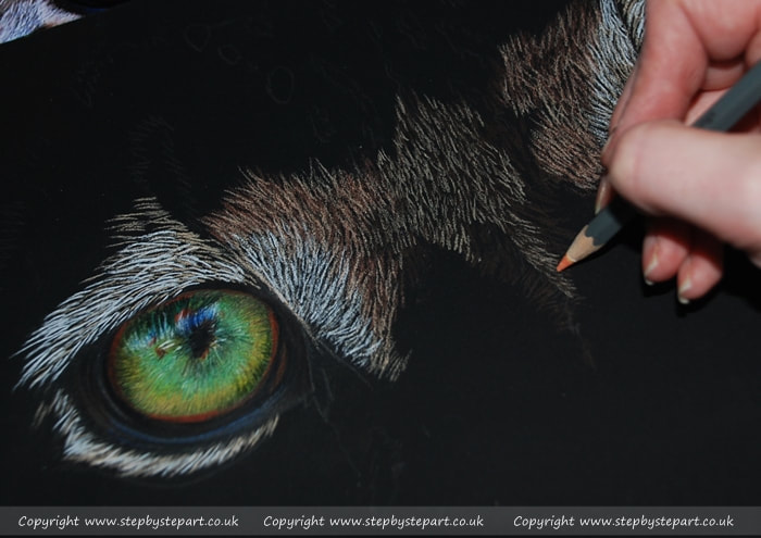 Snow leopard eye in coloured pencils on Colourfix Deep Black