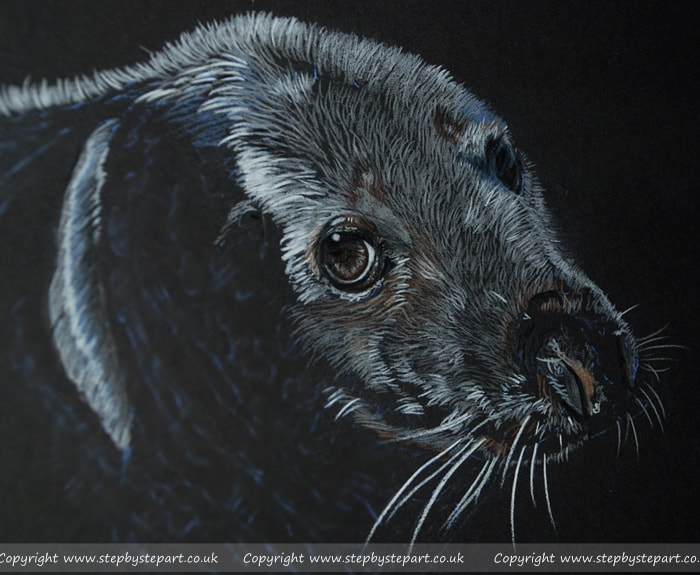 Progress of a grey seal completed with derwent procolour coloured pencils on black paper
