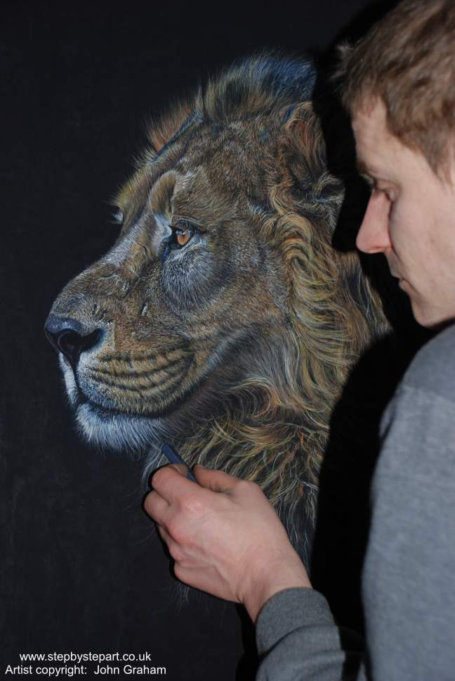Asiatic Lion pastel drawing created by John Graham on Anthracite pastelmat