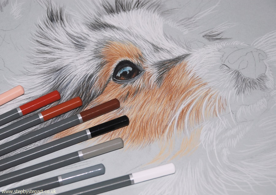 Coloured pencil drawing of a Blue Merle Shetland Sheepdog
