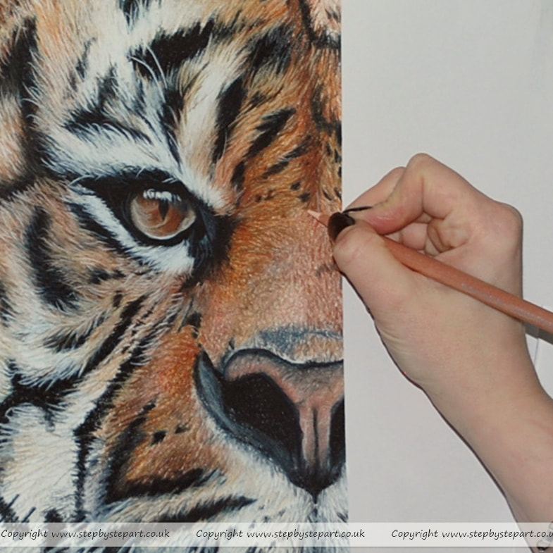 Building up the fine detail of a Sumatran Tiger on Colourfix with a Caran Dache Luminance pencil