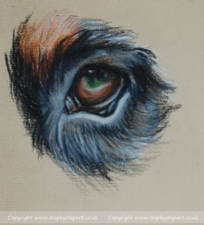 Burnese mountain dog eye in coloured pencils