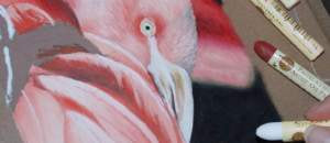 Pink Flamingo drawing and Sennelier oil pastels