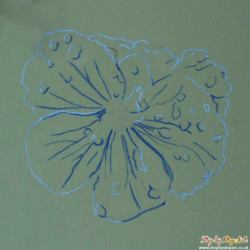 outline in colour of a violet flower drawing