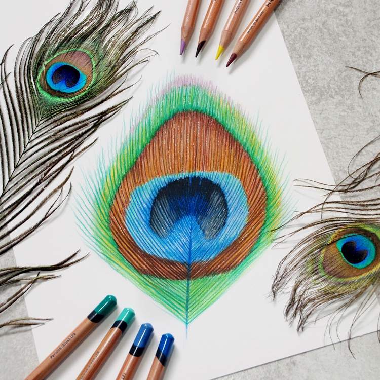Peacock feather coloured pencil drawing for an art tutorial using Derwent Lightfast