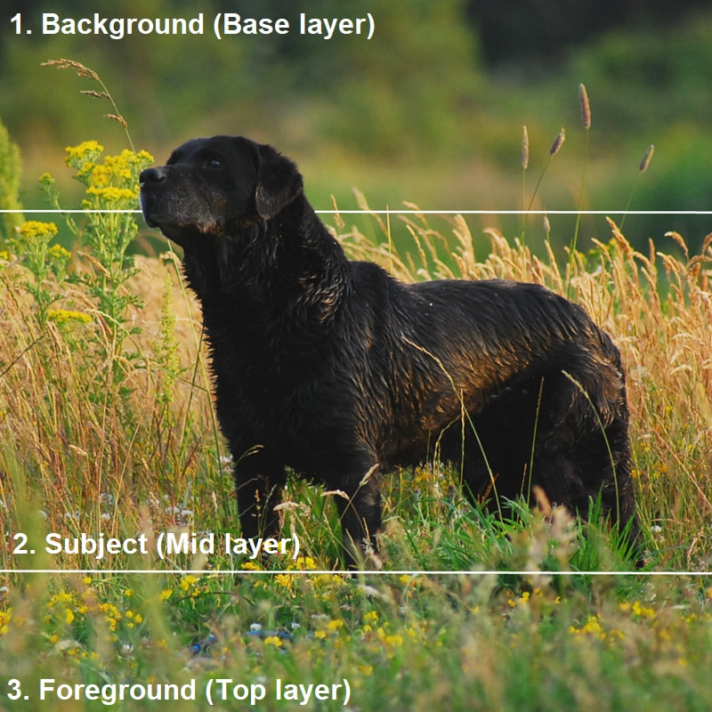 Photograph of a Black Labrador retriever in a field