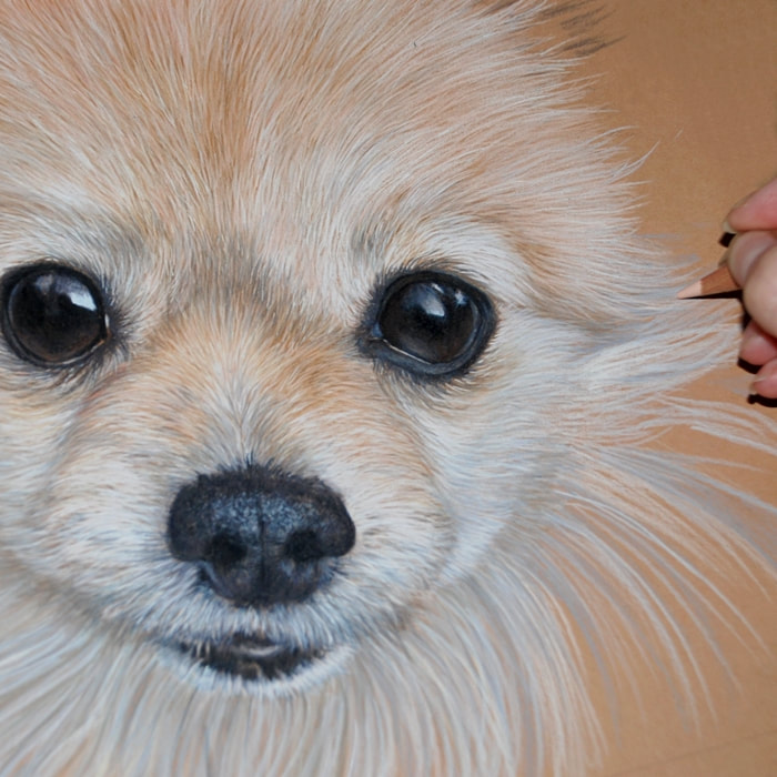 Cream Pomeranian dog coloured pencil drawing using Caran d'Ache Luminance pencils on Ursus tan paper