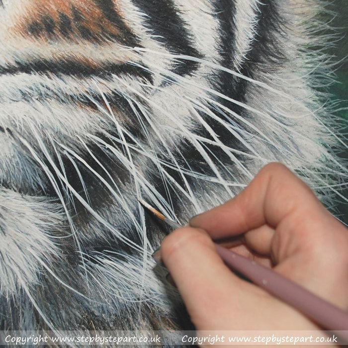Applying white whiskers on a Coloured pencil Sumatran Tiger drawing using Acrylic paints and a rigger brush