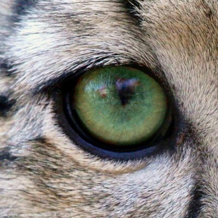 Snow Leopard eye photograph taken by Steve Tracy