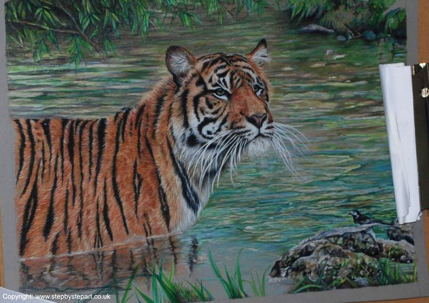 Sumatran tiger drawn in coloured pencils