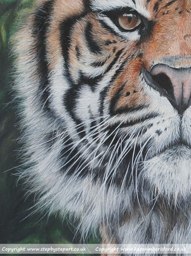 Close up of a sumatran tiger coloured pencil portrait