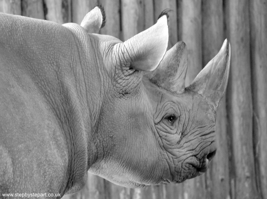 Black Rhino image for a graphite pencil workshop