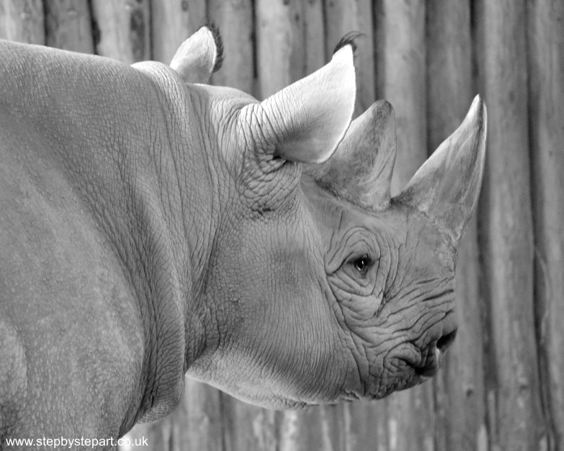 Black Rhino black and white photo