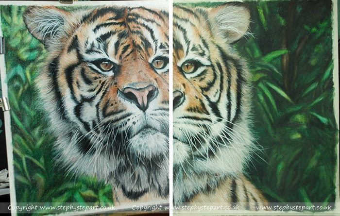 Sumatran Tiger drawn with Coloured pencils on White Colourfix paper