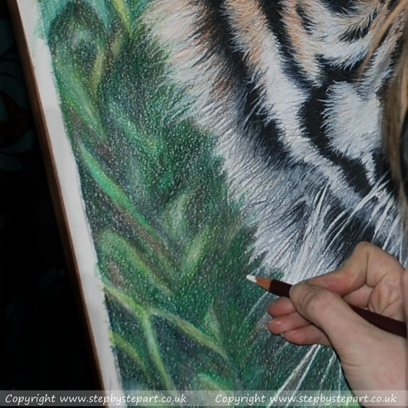 Creating white whiskers on a Sumatran Tiger Coloured pencil portrait