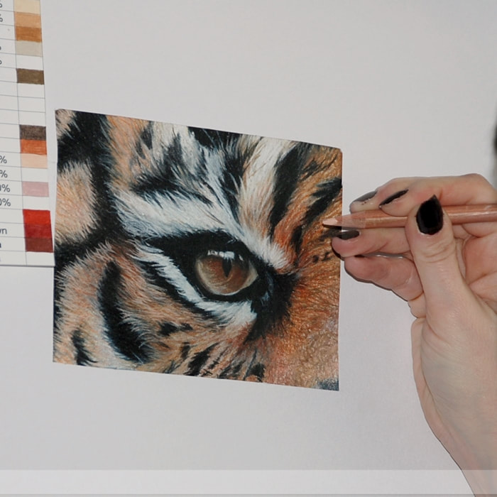 Drawing a Tiger's eye in Coloured pencils on Colourfix paper