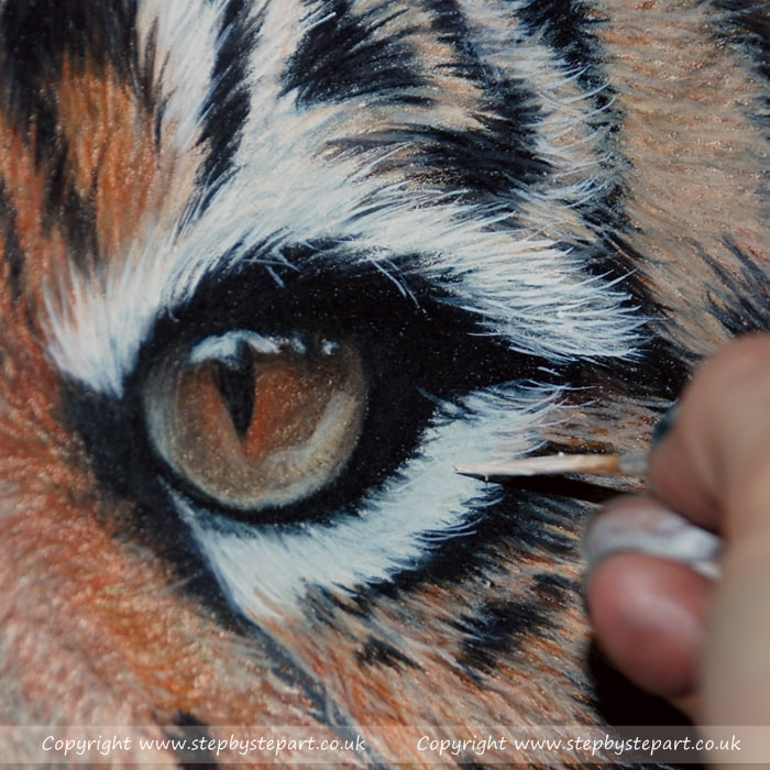 Coloured pencil drawing of a Sumatran Tiger applying white paint to drawing