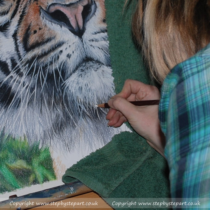 Drawing the white whiskers on a Coloured pencil Tiger portrait