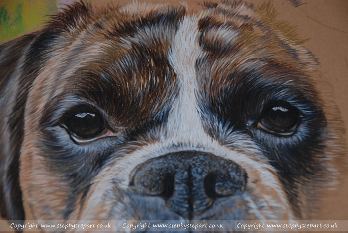 brindle boxer dog in coloured pencils on tan Ursus paper