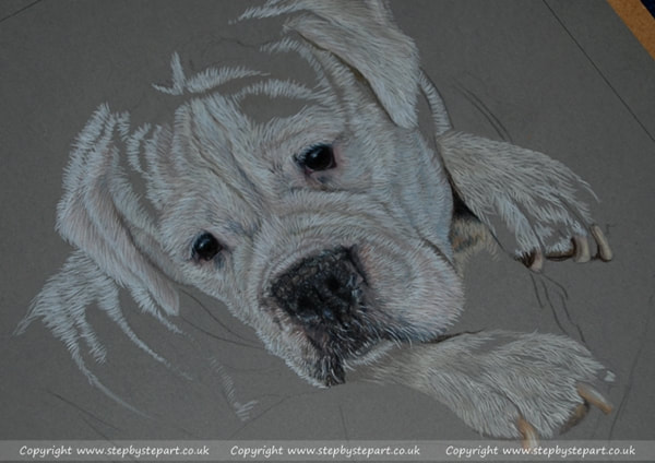 white Boxer dog drawn in Coloured pencils on mid Grey Ursus paper