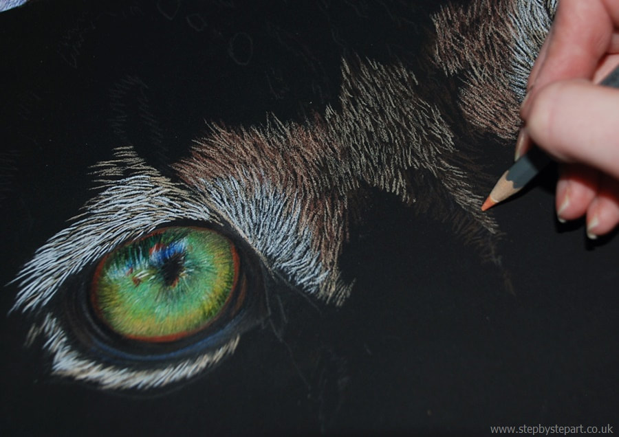 progress of a snow leopard eye in coloured pencils on Black colourfix paper