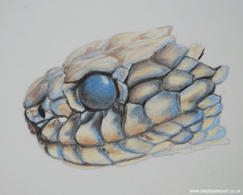 Completed drawing of a snake head using Derwent Procolour pencils