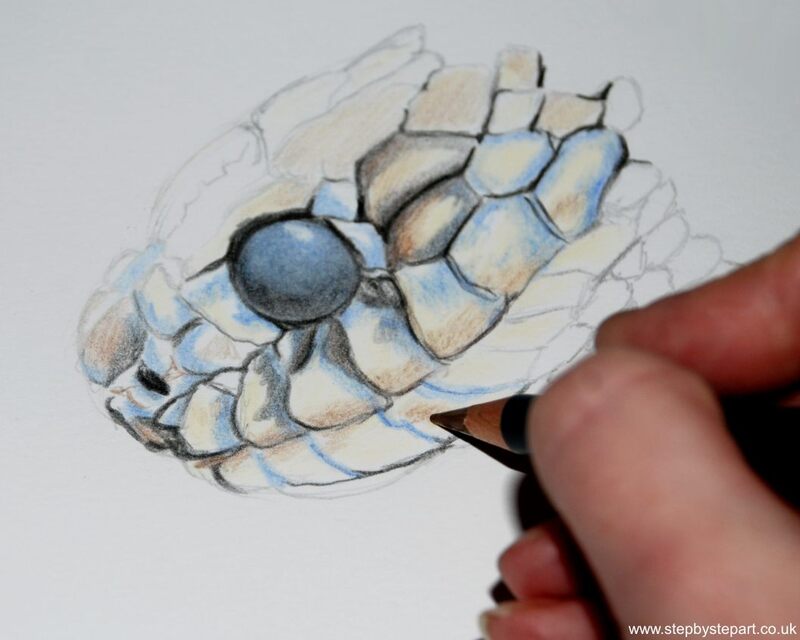 Drawing a snake head using Derwent Procolour pencils