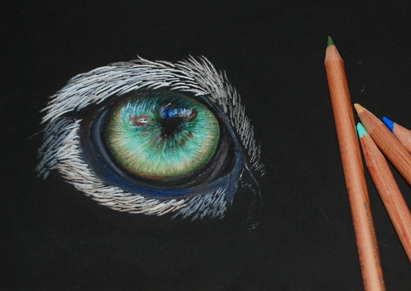 How to draw a realistic Snow Leopard eye on black paper