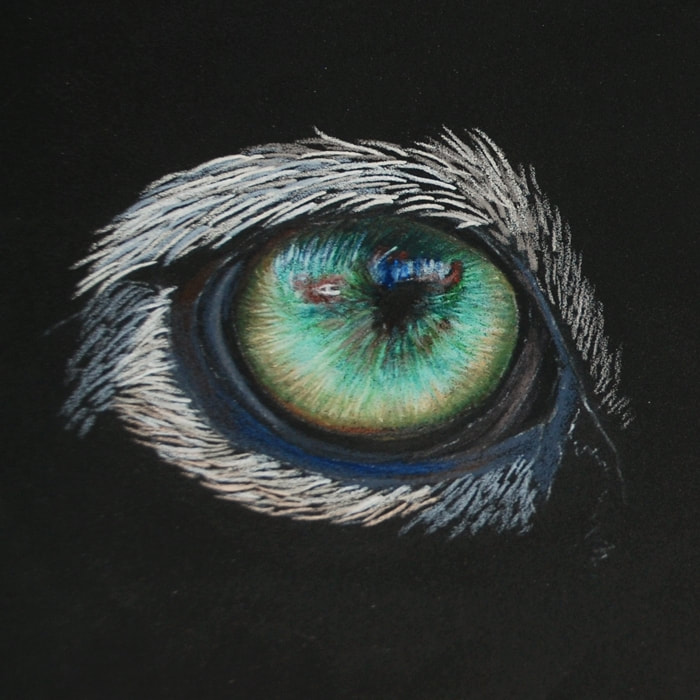 coloured pencil drawing of a snow leopard eye