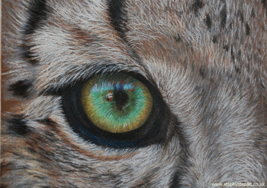 coloured pencil drawing of a snow leopard eye on Canson Mi-tientes 'Touch' Brown paper