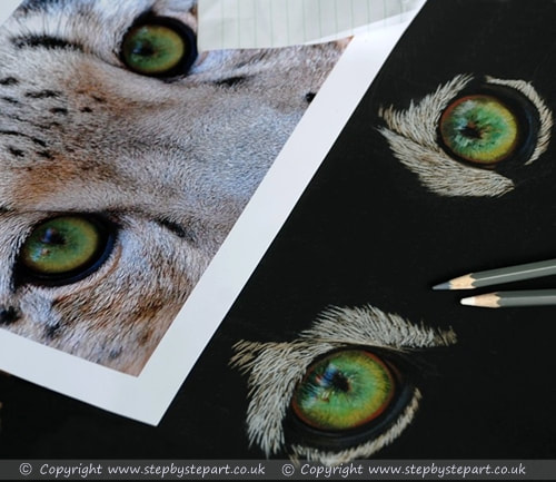 Snow leopard eyes in coloured pencils