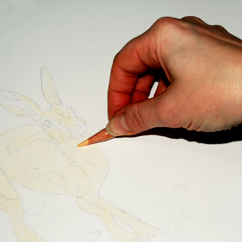 Light base layer of coloured pencil over the body of a hare