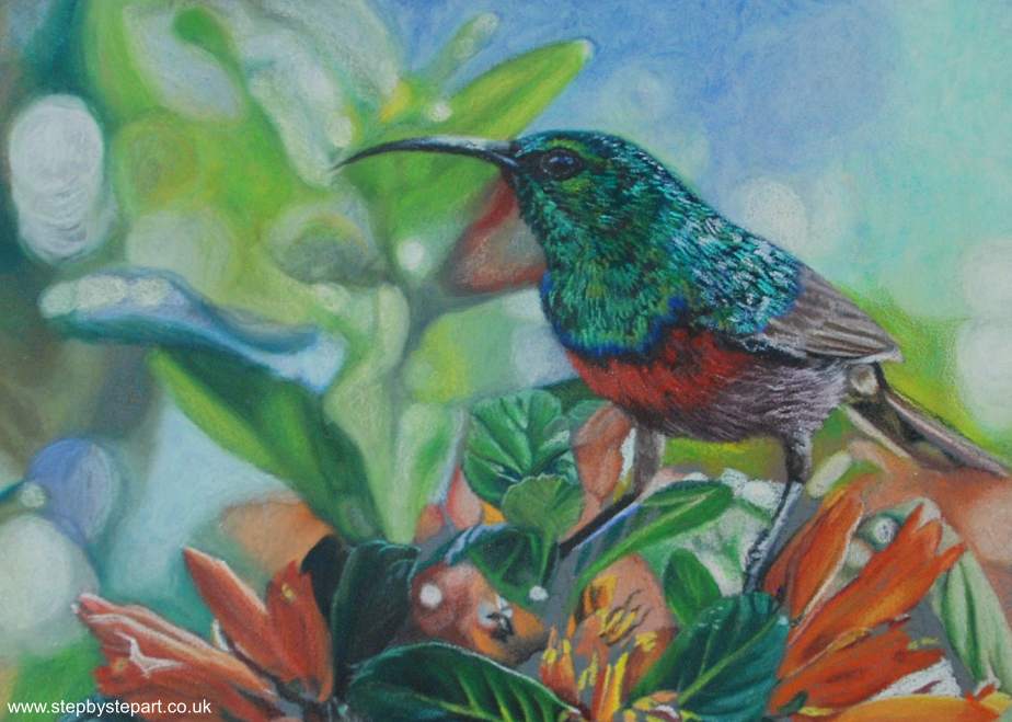 double breasted sunbird coloured pencil drawing on ampersand pastelbord blended using Zest-it pencil blend