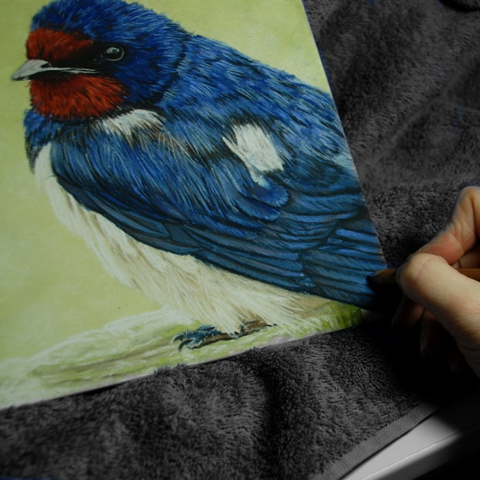 Swallow drawn in soft pastels