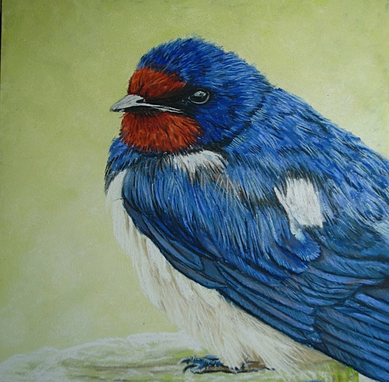 Swallow in soft pastels on pastelbord