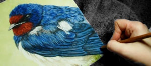 Soft pastels drawing of a Swallow on Pastelbord
