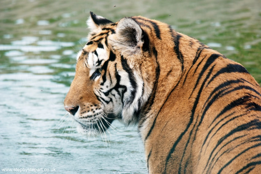 Sumatran Tiger in water