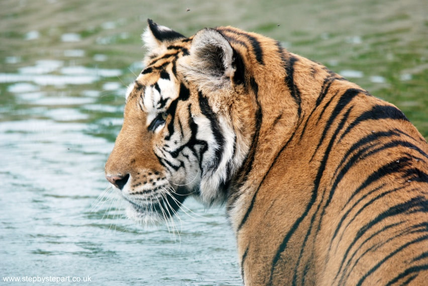 Sumatran Tiger with water background