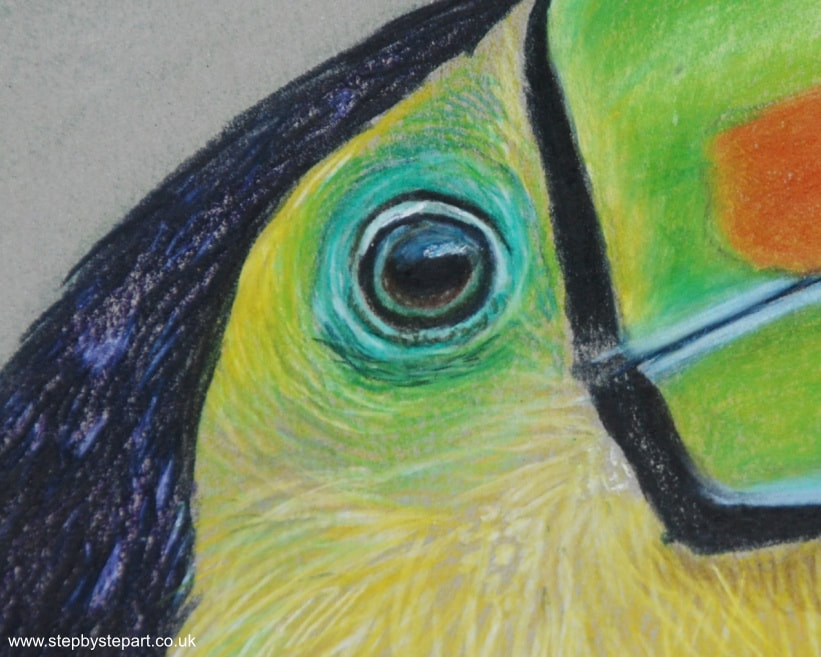 Keel-billed Toucan eye in coloured pencils