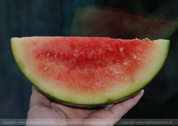 Watermelon held in hand photograph