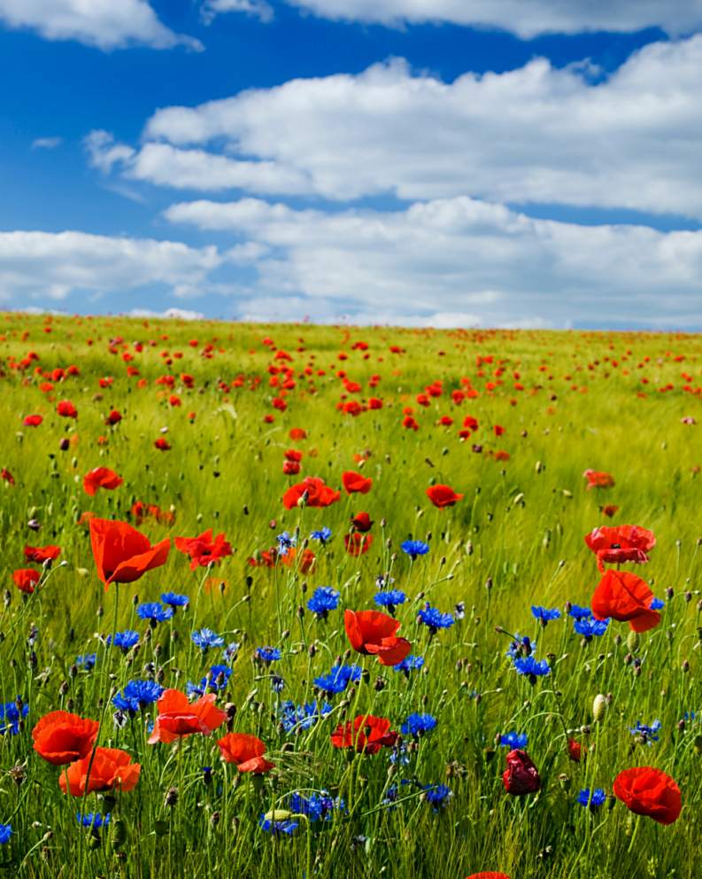 Wildflowers meadow of Poppies and Cornflowers on a warm summers day with a blue cloud-filled sky