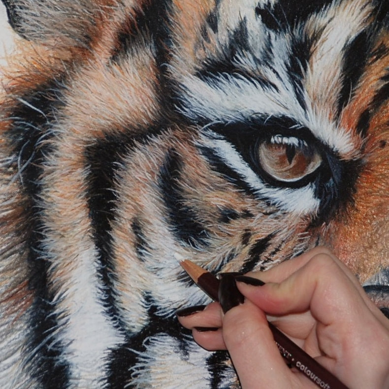 coloured pencil dawing of a sumatran tiger